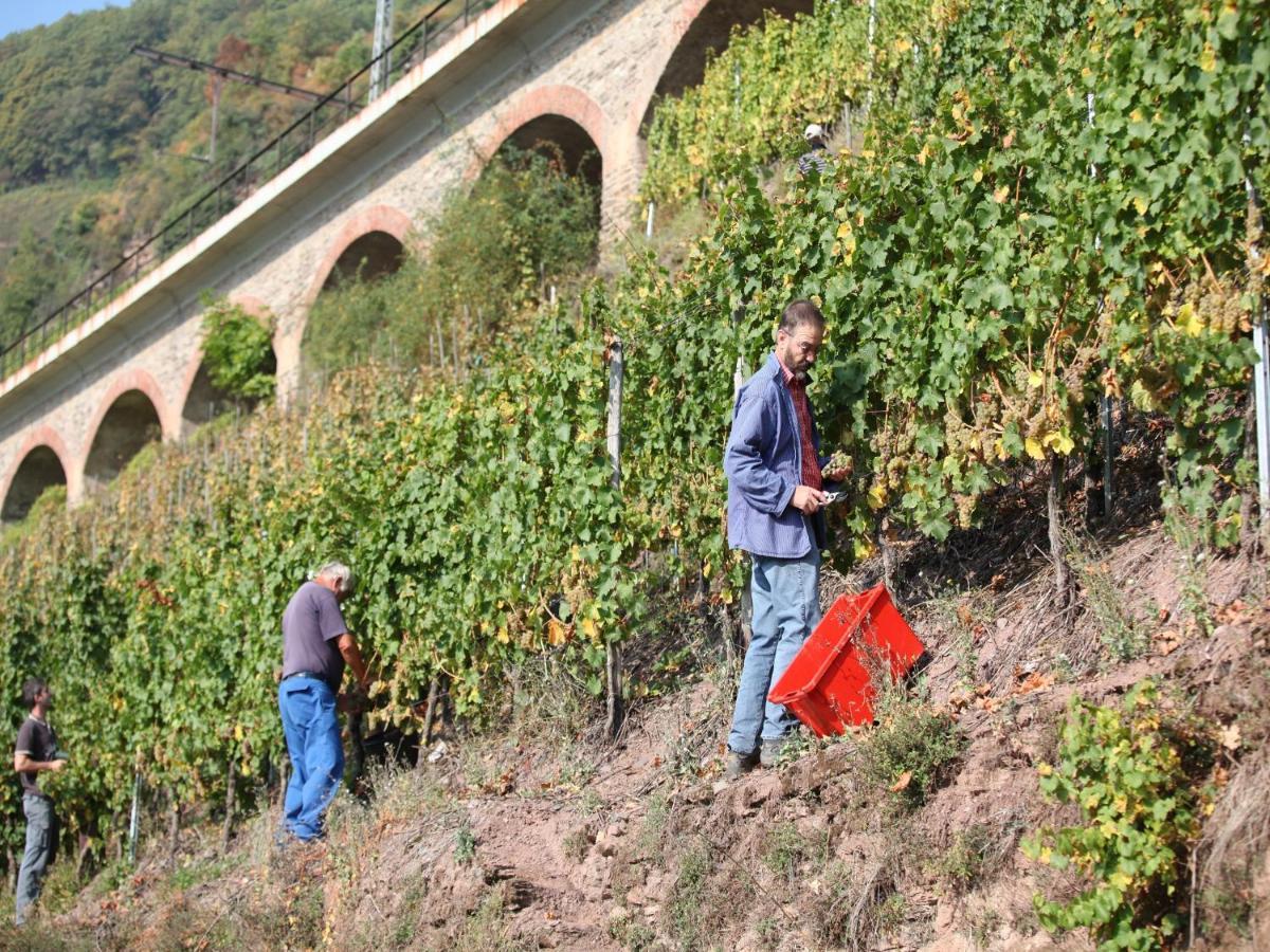 Wein & Wohngut Paulushof Hotell Pünderich Exteriör bild